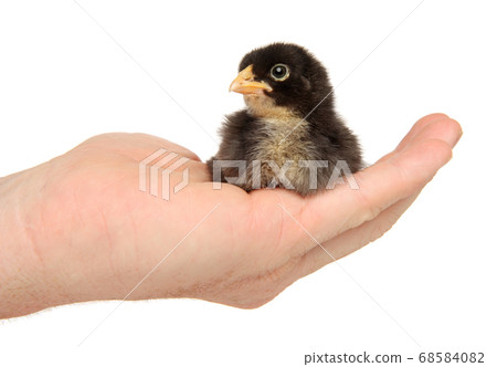Man holds black chick in hands Man holds black chick in hands 68584082