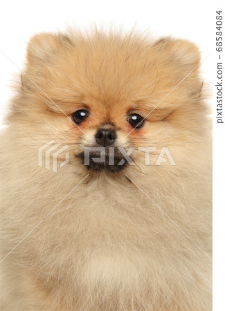 Close-up of Pomeranian Spitz puppy Close-up of Pomeranian Spitz puppy 68584084