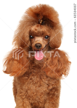 Close-up of a Red Toy Poodle Close-up of a Red Toy Poodle 68584087