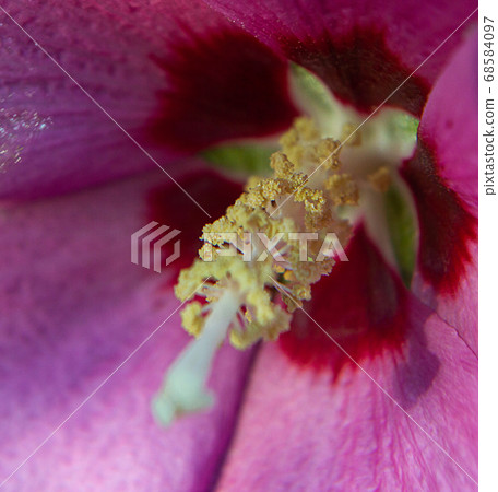 pink hybiscus syracusan flower macro 68584097
