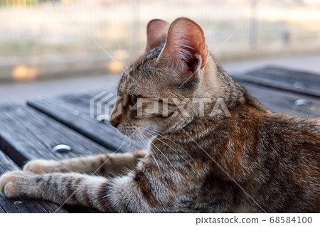 a striped adorable cat rest on a table a striped adorable cat rest on a table 68584100