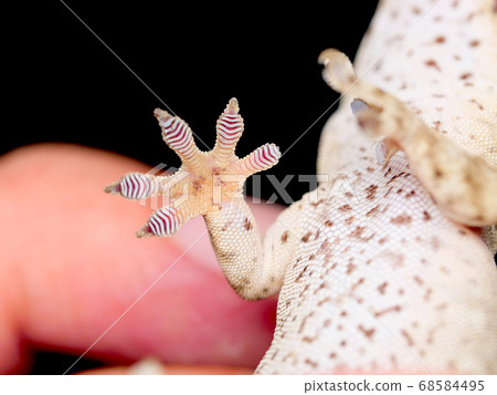Gecko sole 68584495
