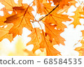 Yellow oak leaves against the sun, change of season 68584535