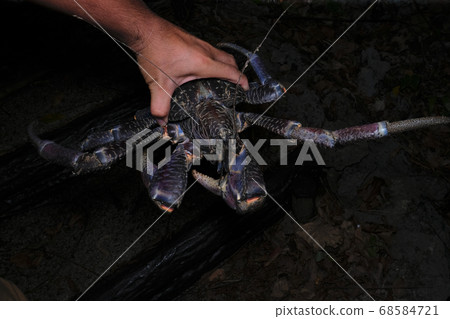 Where I got palm crab Where I got palm crab 68584721