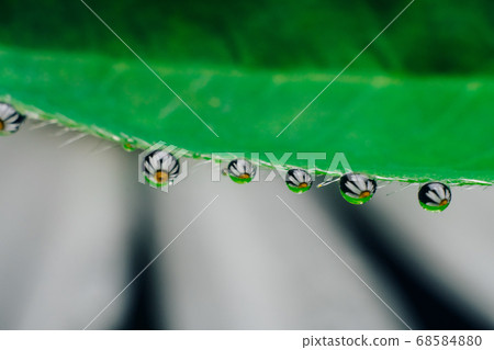 Small drops of water on the edges of a green leaf. Small drops of water on the edges of a green leaf. 68584880