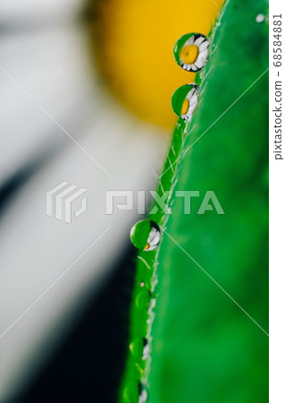 Small drops of water on the edges of a green leaf. Small drops of water on the edges of a green leaf. 68584881