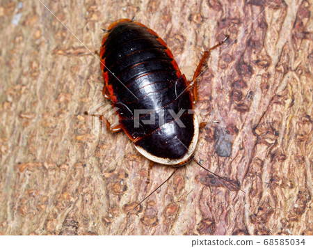 Cockroach 68585034