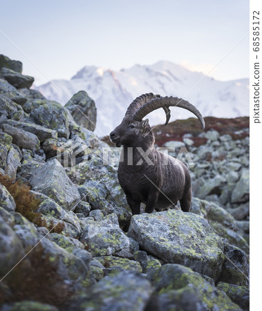 Alpine Carpa Ibex in the France Alps Alpine Carpa Ibex in the France Alps 68585172