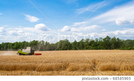Combine harvester harvests ripe wheat in field 68585903