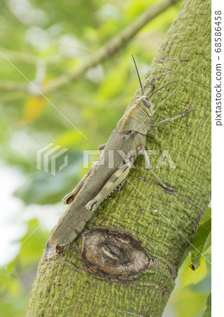 1 grasshopper sitting on a tree trunk, insect 1 grasshopper sitting on a tree trunk, insect 68586458
