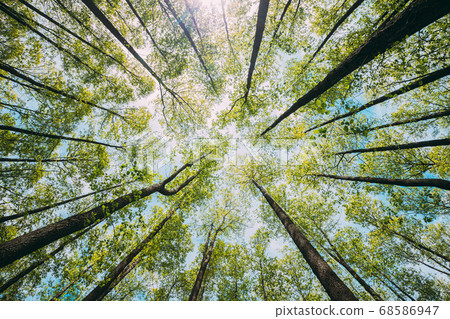 Looking Up In Beautiful Pine Deciduous Forest Trees Woods Canopy. Bottom View Wide Angle Background. Greenwood Forest. Trunks And Branches With Fresh Spring Lush 68586947