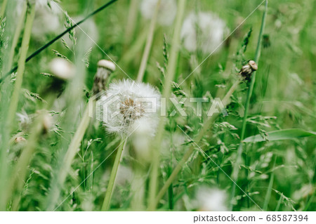 Dandelion abstract background. Shallow depth of field Dandelion abstract background. Shallow depth of field 68587394