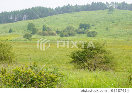 Prairie trees Prairie trees 68587414