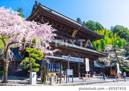 Minobu Mountain Kuonji Sanmon/Sanmon and cherry blossoms in full bloom (Minobu Town, Minamikoma District, Yamanashi Prefecture) Spring 2020 68587458