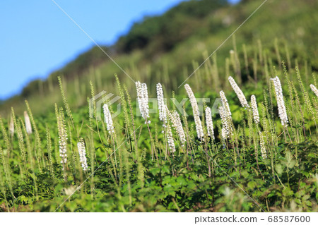 Alpine plants of Mt. Ibuki 68587600