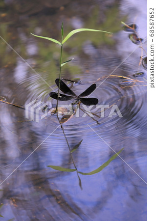 Yellow-tailed dragonfly spawning on the water Yellow-tailed dragonfly spawning on the water 68587652