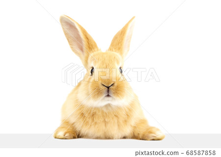 A cute rabbit looking at a signboard. A cute rabbit looking at a signboard. 68587858