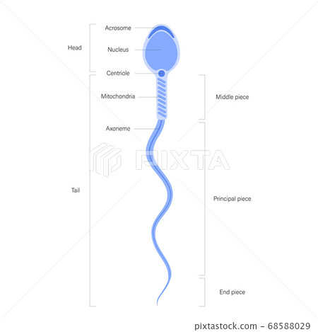 Human fertility concept Human fertility concept 68588029