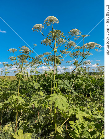 Heracleum sosnovskyi inflorescence on blue sky background.  68588512