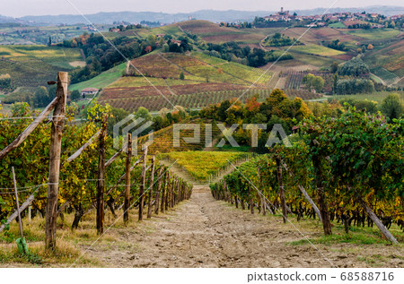 Vineyard of Langhe in autumn Vineyard of Langhe in autumn 68588716