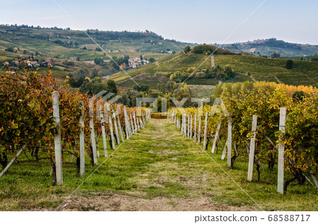 Vineyard of Langhe in autumn Vineyard of Langhe in autumn 68588717