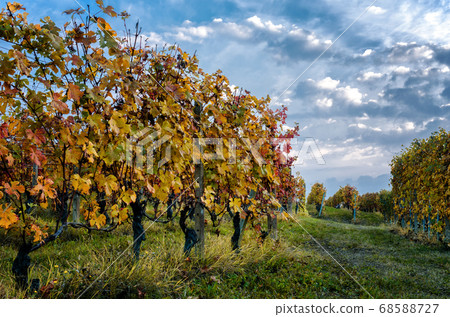 Vineyard of Langhe in autumn 68588727