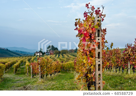 Vineyard of Langhe in autumn Vineyard of Langhe in autumn 68588729