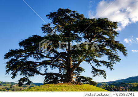 secular cedar of La Morra secular cedar of La Morra 68588741