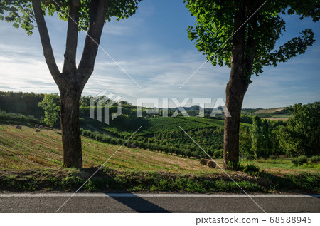 Alba, vineyards of the Langhe Alba, vineyards of the Langhe 68588945