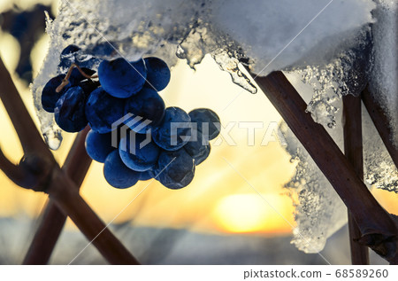 winter sunset in the vineyards 68589260