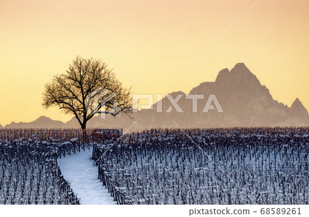 Sunset in winter over the vineyards of Barolo Sunset in winter over the vineyards of Barolo 68589261
