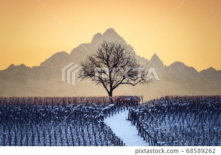 Sunset in winter over the vineyards of Barolo Sunset in winter over the vineyards of Barolo 68589262