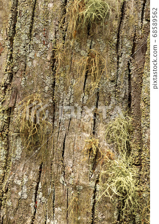 Mossy cedar bark Mossy cedar bark 68589562