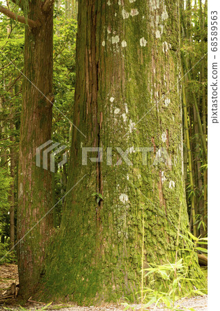 Mossy cedar bark Mossy cedar bark 68589563