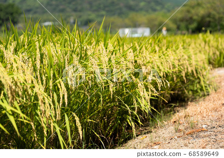 Inaho and blue sky 68589649