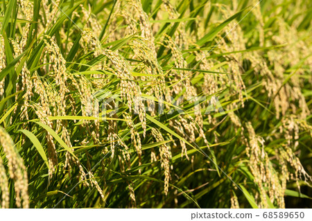 Inaho and blue sky 68589650