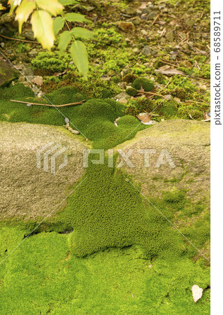 Moss growing in the gap between rocks 68589711