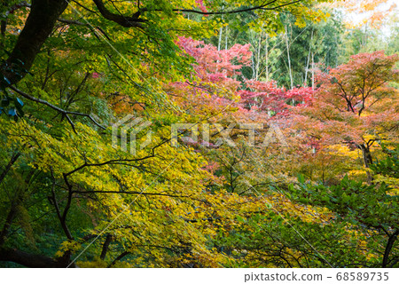 秋葉在京都Enkoji寺 秋葉在京都Enkoji寺 68589735