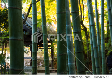 秋葉在京都Enkoji寺 秋葉在京都Enkoji寺 68589738