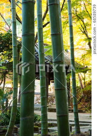 秋葉在京都Enkoji寺 68589739