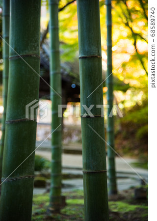 秋葉在京都Enkoji寺 秋葉在京都Enkoji寺 68589740