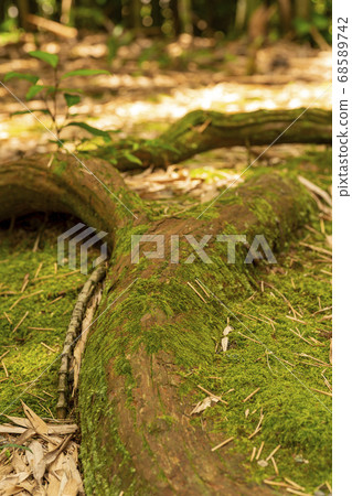 Moss growing around the roots of tree on the surface 68589742