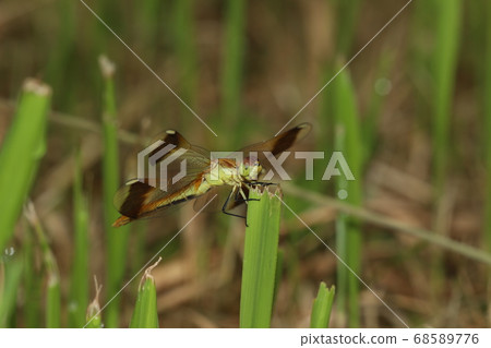 美山茜年輕 68589776