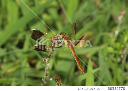 美山茜年輕 68589778