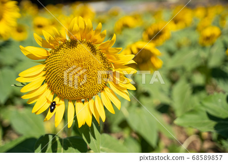 Sunflower field Sunflower field 68589857
