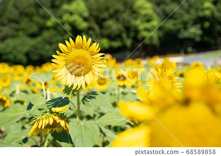 Sunflower field Sunflower field 68589858