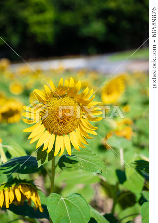 Sunflower field Sunflower field 68589876