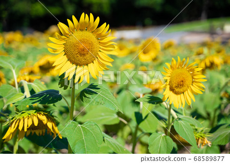 Sunflower field Sunflower field 68589877