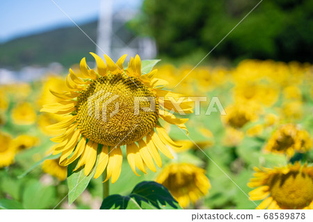 Sunflower field Sunflower field 68589878