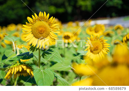 Sunflower field Sunflower field 68589879